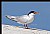 B162 (Roseate Tern)