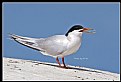 Picture Title - B162 (Roseate Tern)