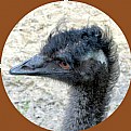 Picture Title - Emu