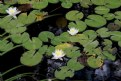 Picture Title - Water Lillies  II