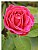 ROZ FLOWER