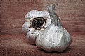 Picture Title - Garlic