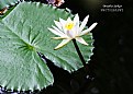 Picture Title - Water Lily #2