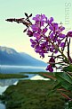 Picture Title - Alaskan Fireweed