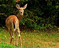 Picture Title - Doe Deer