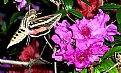 Picture Title - Hummingbird Moth at Dinner