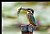 B163 (Common Kingfisher)