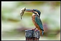 Picture Title - B163 (Common Kingfisher)