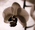 Picture Title - Orchid