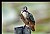 B164 (Common Kingfisher)