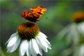 Picture Title - Flower Butterfly Day