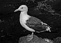Picture Title - Seagull in b/w