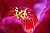Gustavia Insignis(flower)