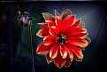 Picture Title - Red Dahlia