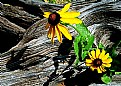 Picture Title - New Flower on Old Driftwood