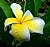 Pretty Plumeria 2