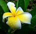 Picture Title - Pretty Plumeria 2