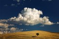Picture Title - The Tree & the Cloud