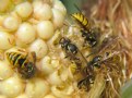 Picture Title - Wasps on Corn 2