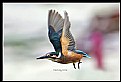 Picture Title - B166 (Common Kingfisher)