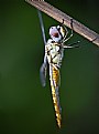 Picture Title - hanging