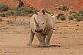 Picture Title - Rhinoceros