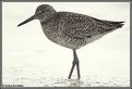 Picture Title - Red Knot