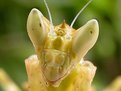 Picture Title - FLOWER MANTIS