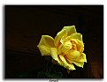 Picture Title - Yellow Roses