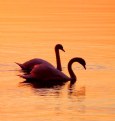 Picture Title - Golden Swans.