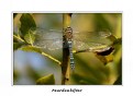 Picture Title - Dragonfly