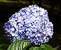 Picture Title - Another Hortensia