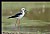 B167 (Black-winged Stilt)