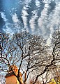 Picture Title - tree&sky