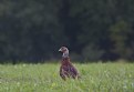 Picture Title - Pheasant