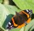 Red Admiral