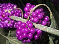 Picture Title - Beauty Berry