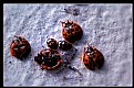 Picture Title - Homeless Coccinellidae