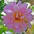 Picture Title - Dahlia & Intruders