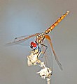 Picture Title - Dragonfly