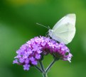 Picture Title - Cabbage Butterfly