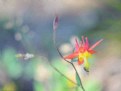 Picture Title - Crimson Columbine Painted