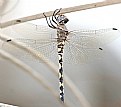 Picture Title - Dragonfly