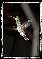 Picture Title - humming bird 2