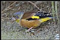 Picture Title - B169 (Grey-capped Greenfinch)