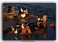 Picture Title - The ducks on the Kizilirmak river