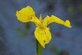 Picture Title - wild yellow Iris.