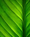 Picture Title - Green leaf