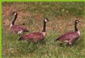 Picture Title - GOOSE FAMILY