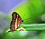 malay lacewing